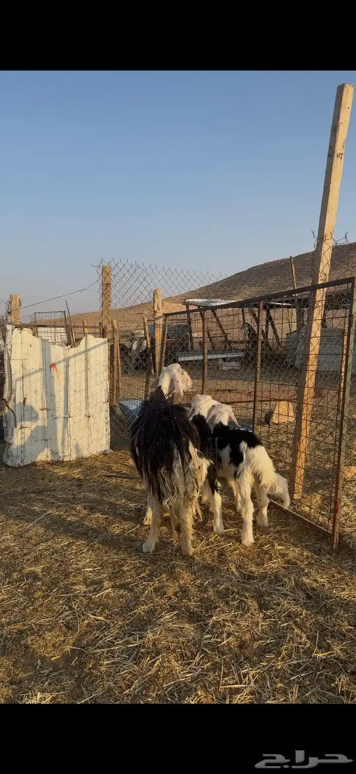 نجديه تحتها 2 5