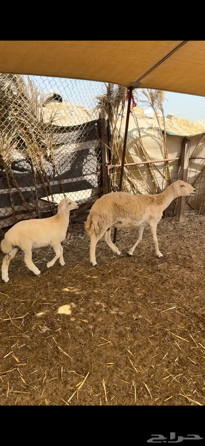 رباع حريه سلم وروم 1