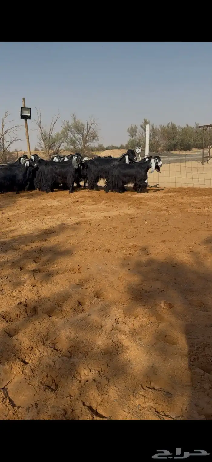 معزا عوارض مراح دفيع ومضاريع 3