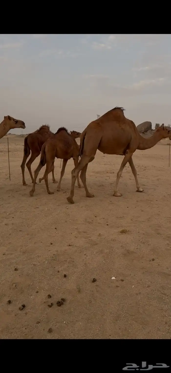 بكار سواحل ومعهن بكار ولقح 0
