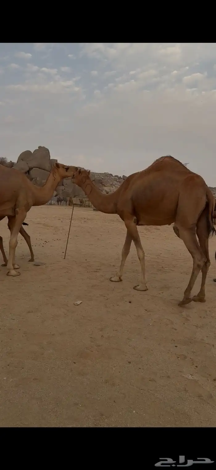 بكار سواحل ومعهن بكار ولقح 4