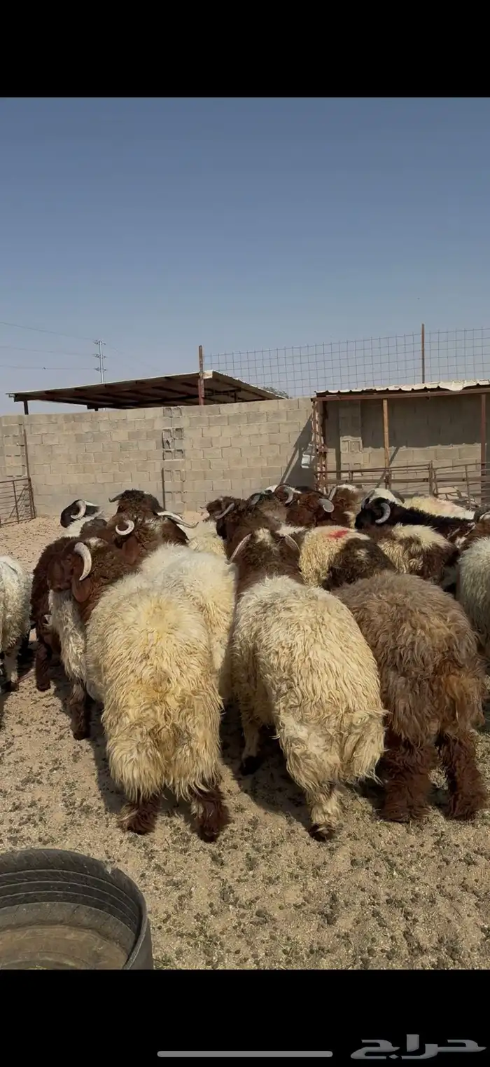 جذعان كناور فاخره ظهور فل الفل 0