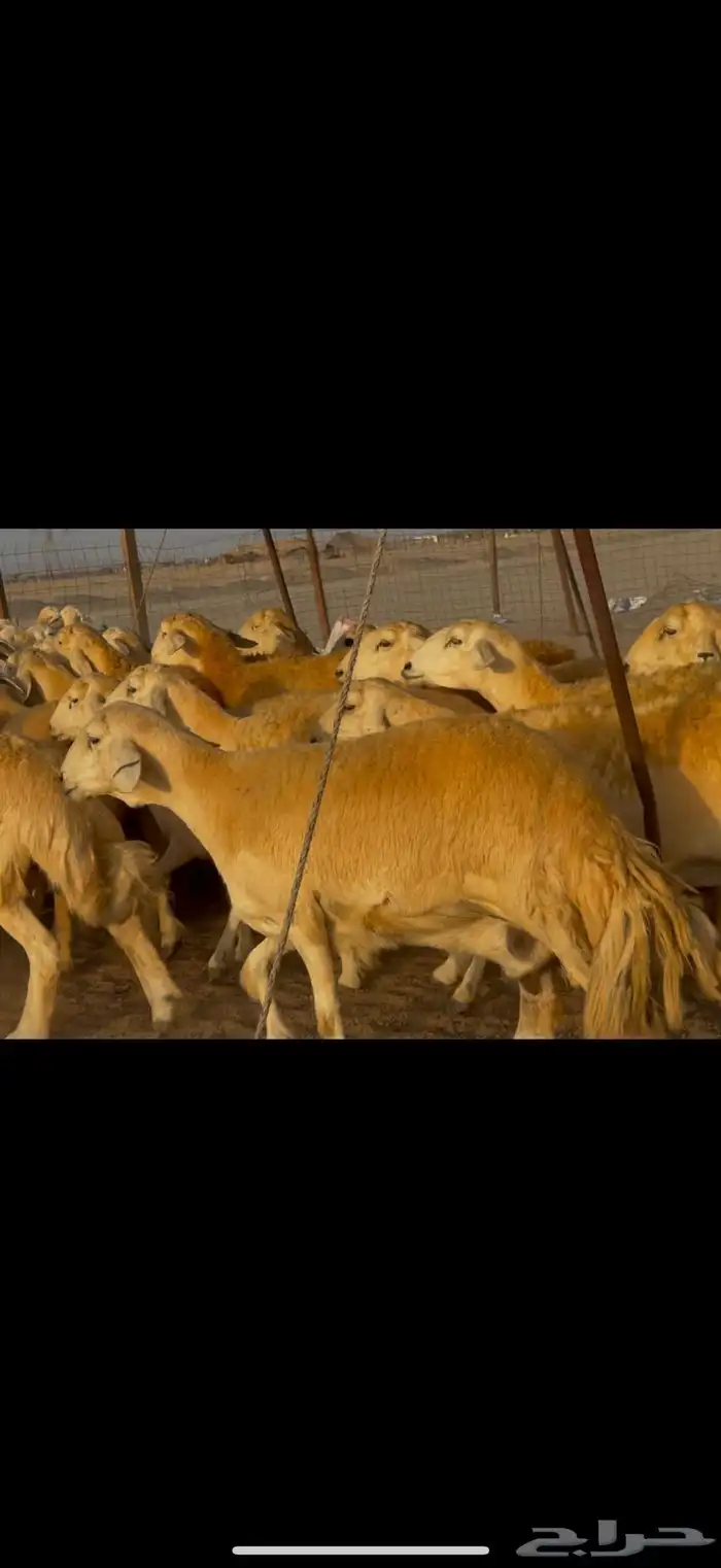 سلام عليكم ورحمة الله وبركاته 9