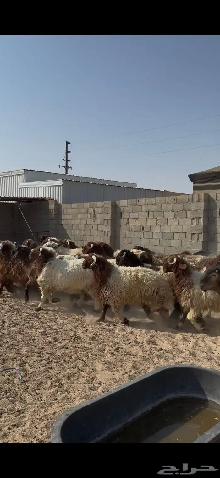 جذعان كناور فاخره ظهور فل الفل 5