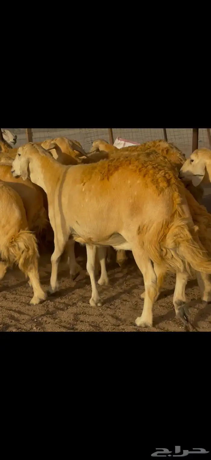 سلام عليكم ورحمة الله وبركاته 3