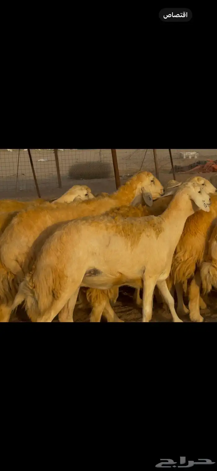 سلام عليكم ورحمة الله وبركاته 10