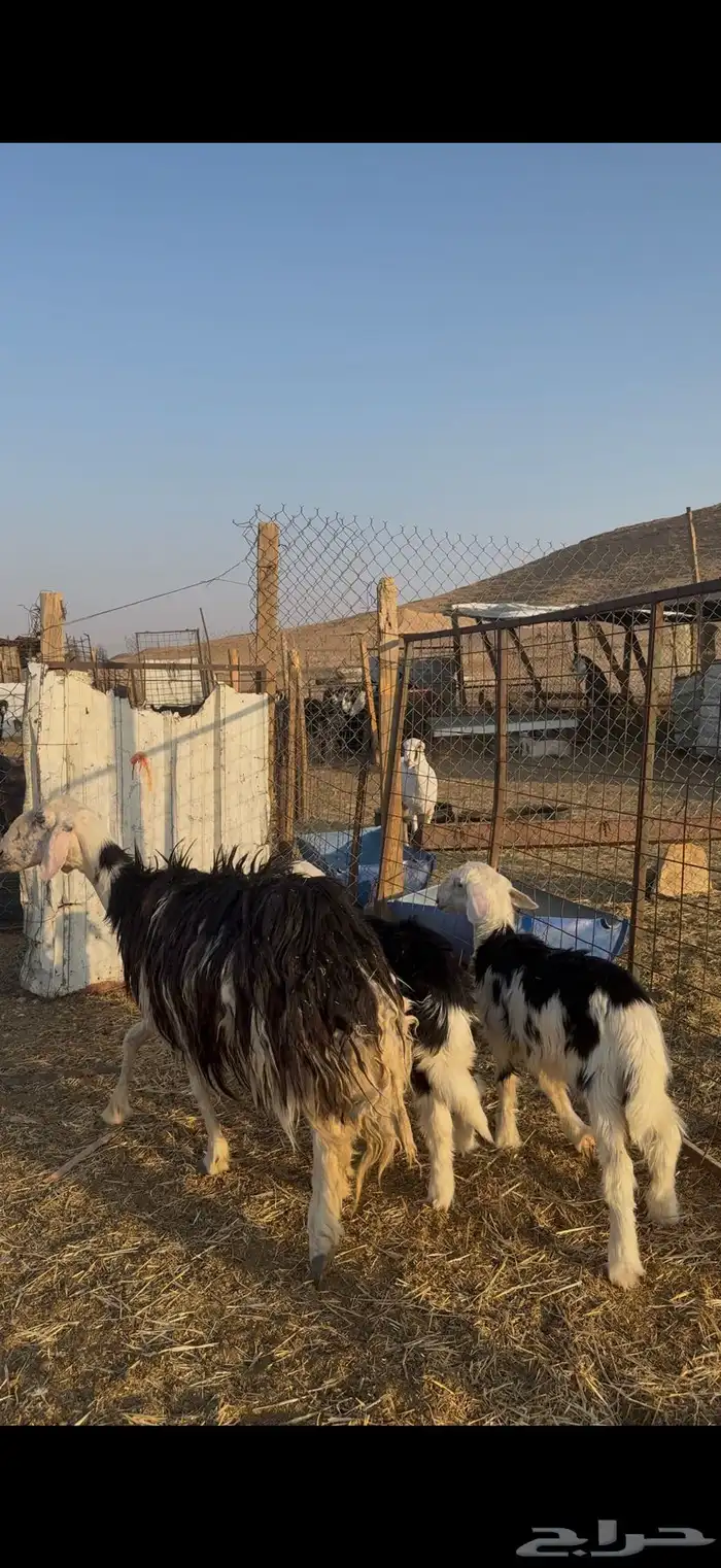 نجديه تحتها 2 4