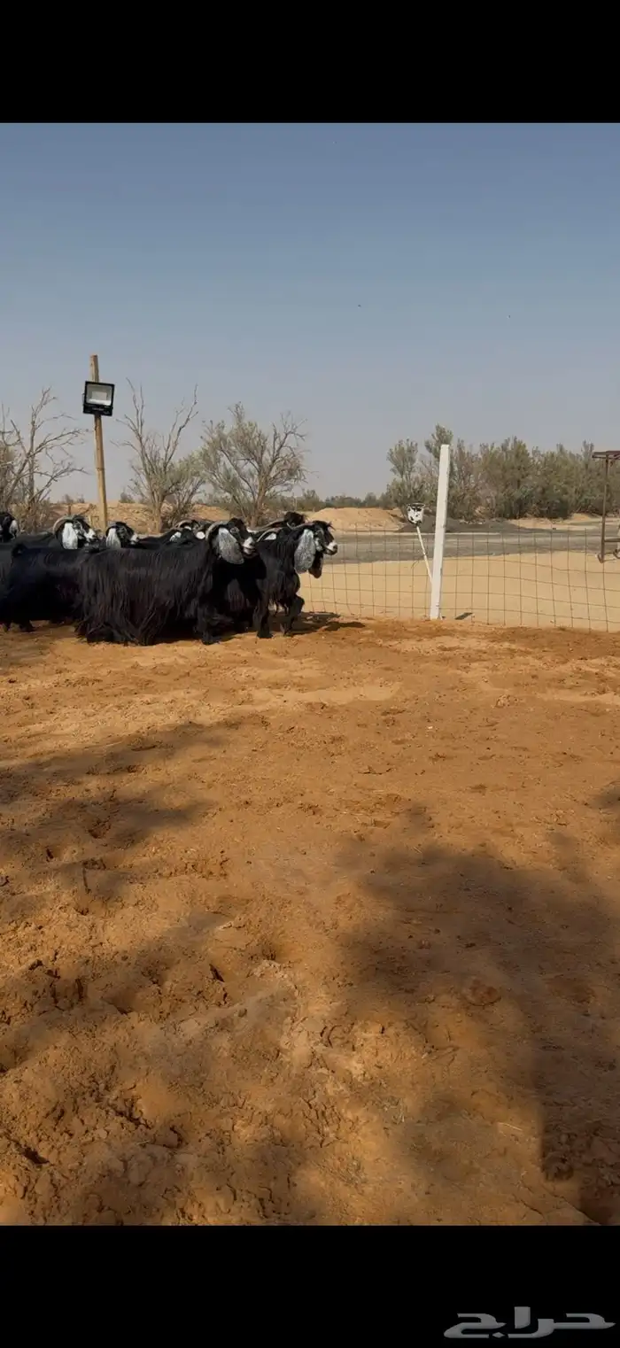 معزا عوارض مراح دفيع ومضاريع 5