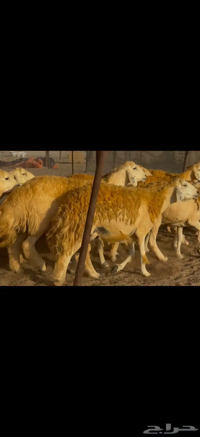 سلام عليكم ورحمة الله وبركاته 5