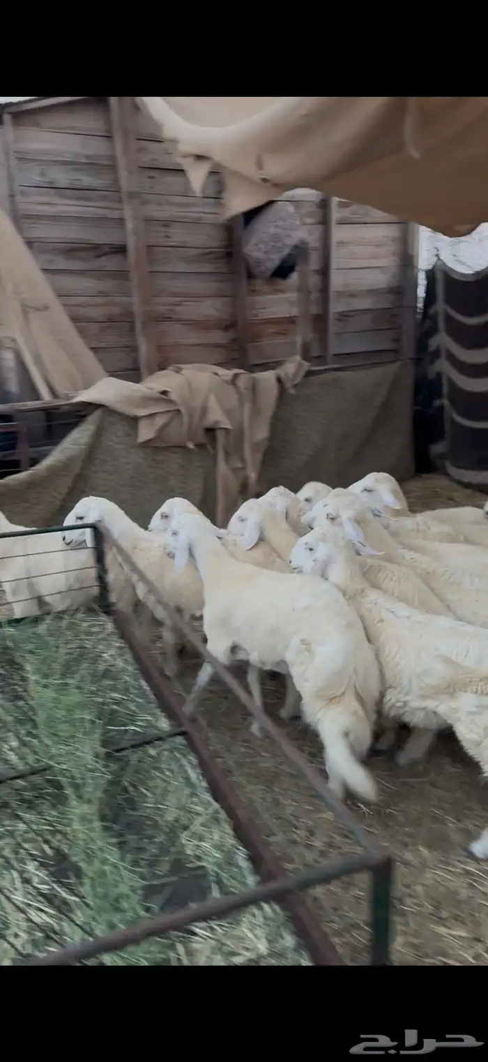 طليان للبيع جمله فل الفل 1