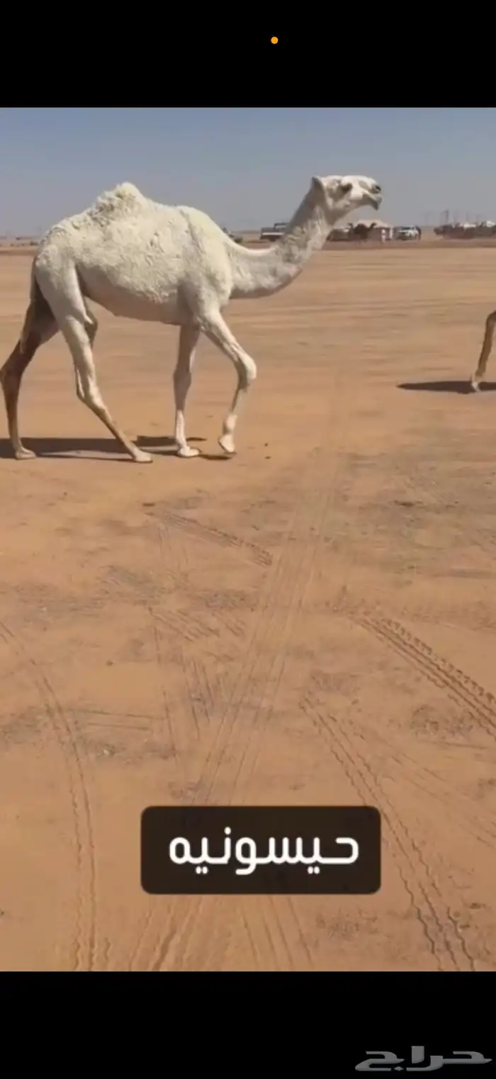بكره حيسونيه كفو 0
