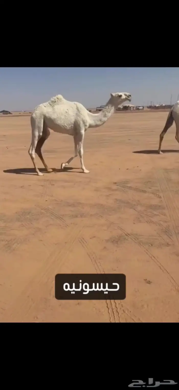 بكره حيسونيه كفو 4