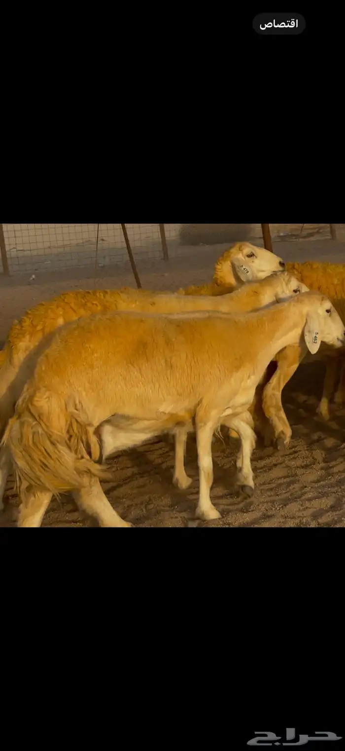 سلام عليكم ورحمة الله وبركاته 2