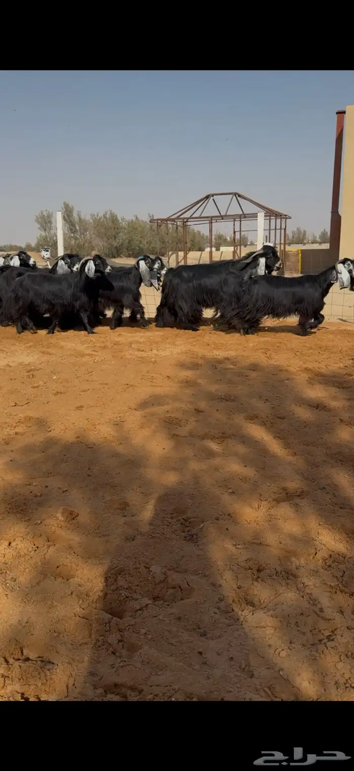 معزا عوارض مراح دفيع ومضاريع 2