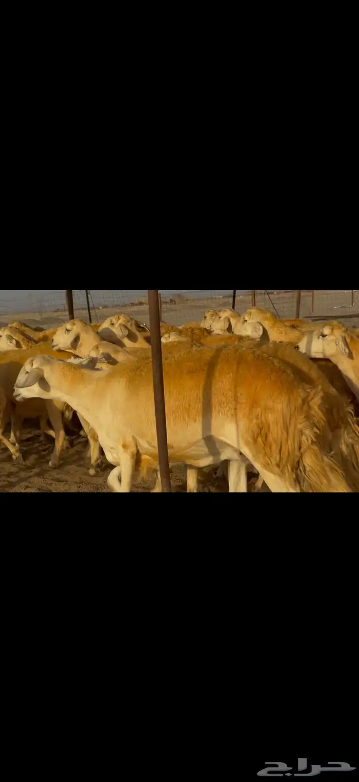 سلام عليكم ورحمة الله وبركاته 7