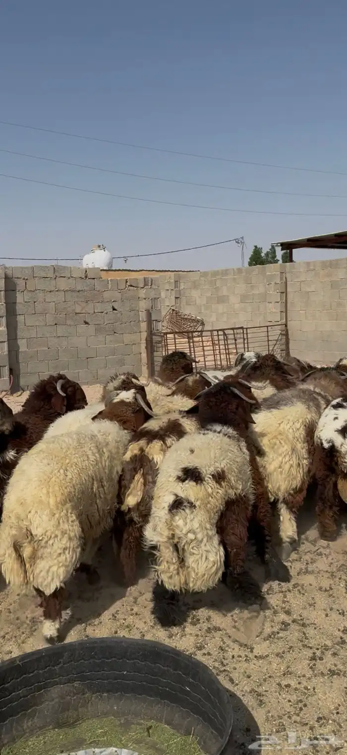 جذعان كناور فاخره ظهور فل الفل 4