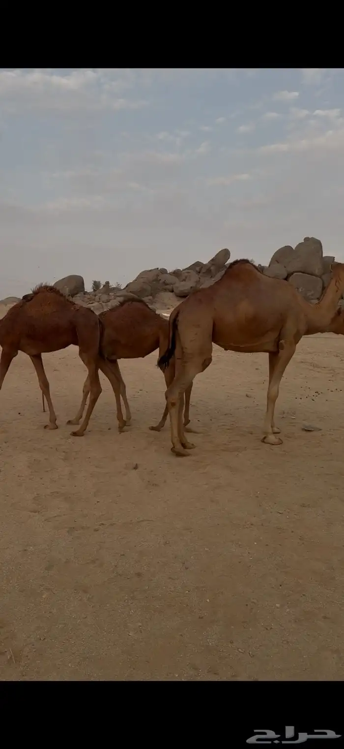 بكار سواحل ومعهن بكار ولقح 1