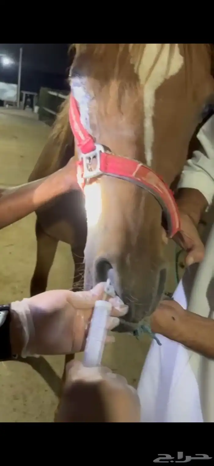 الكشف على الخيل 3