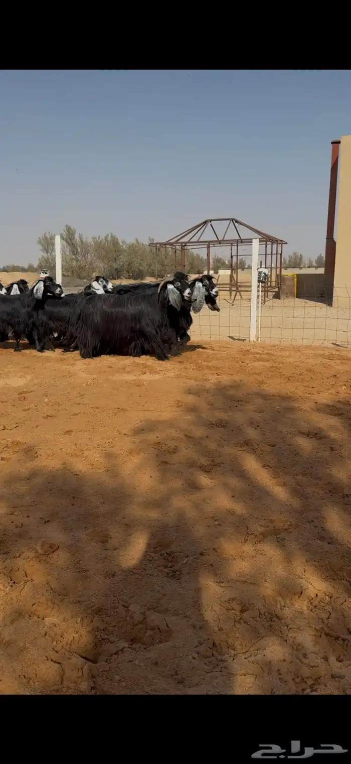 معزا عوارض مراح دفيع ومضاريع 7