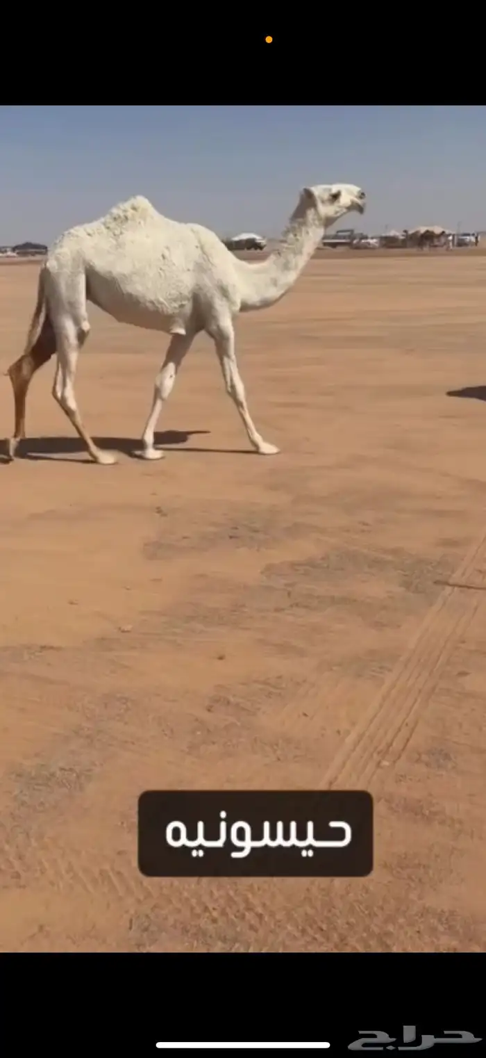 بكره حيسونيه كفو 1