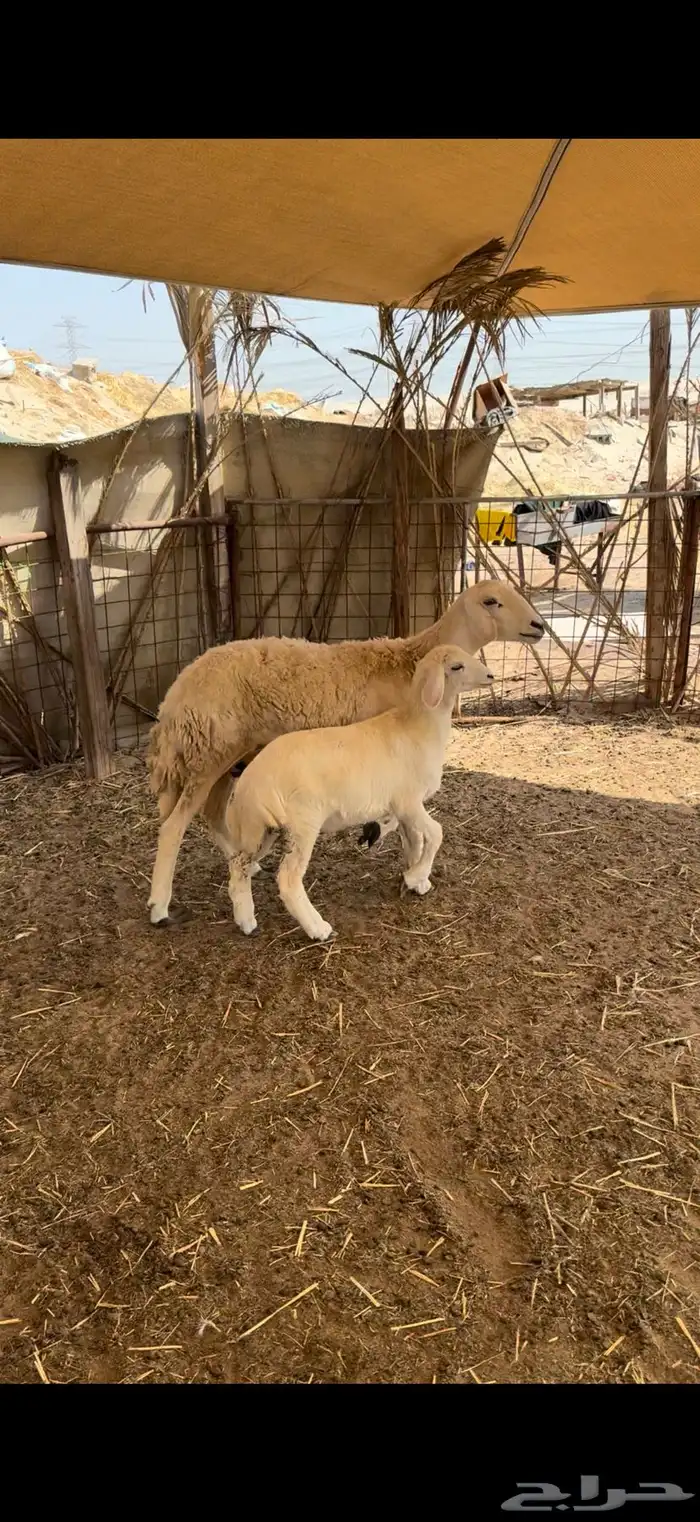 رباع حريه سلم وروم 0