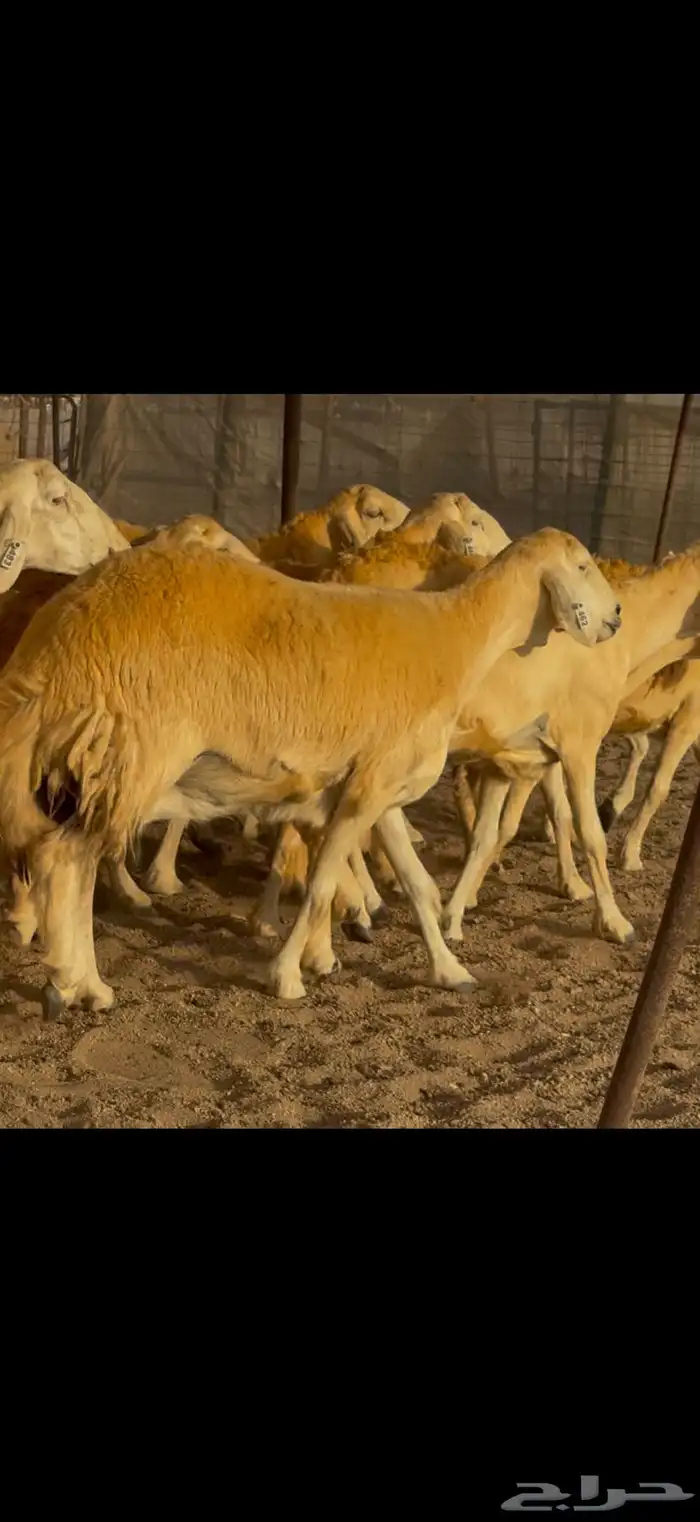 سلام عليكم ورحمة الله وبركاته 6