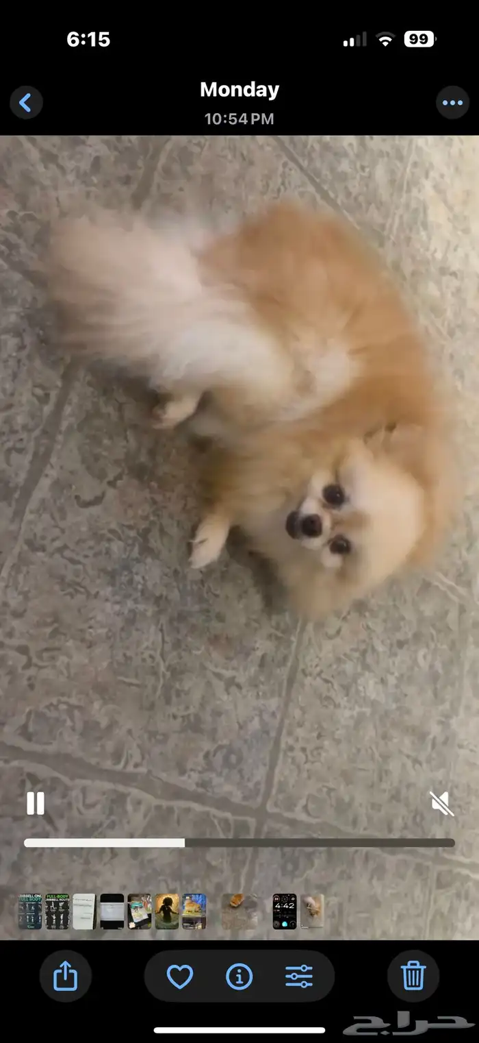 انثى  بوميرينيان  تي كب   تيدي فيس   الكلب المحمول 0