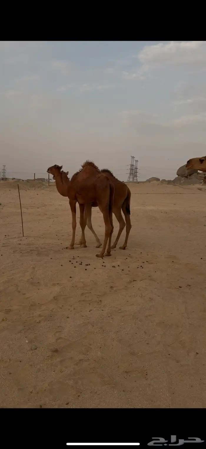 بكار سواحل ومعهن بكار ولقح 2