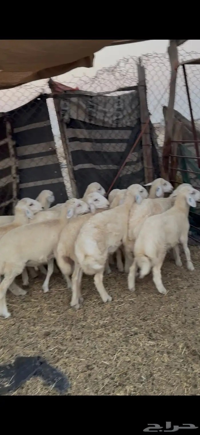 طليان للبيع جمله فل الفل 0