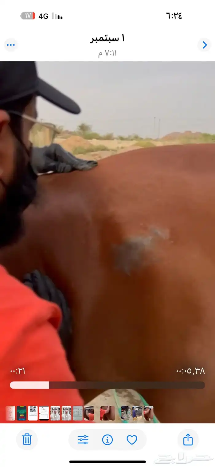 الكشف على الخيل 6