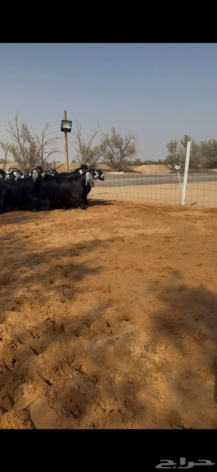 معزا عوارض مراح دفيع ومضاريع 6