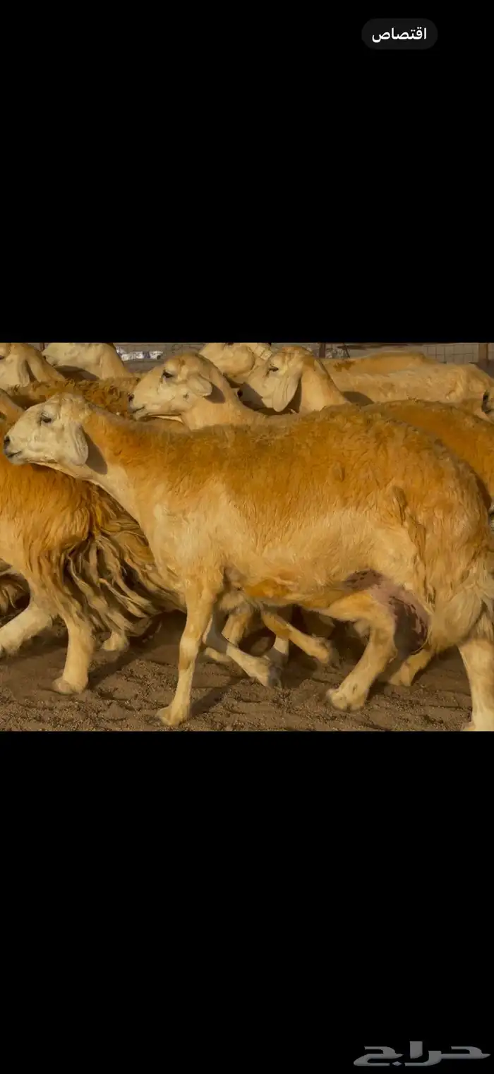 سلام عليكم ورحمة الله وبركاته 4