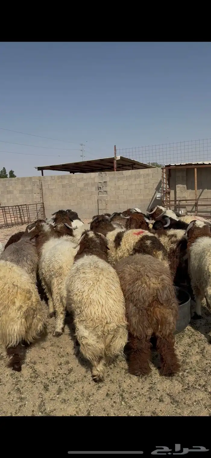 جذعان كناور فاخره ظهور فل الفل 2