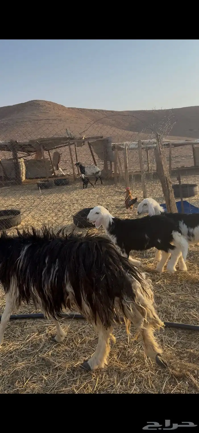 نجديه تحتها 2 8