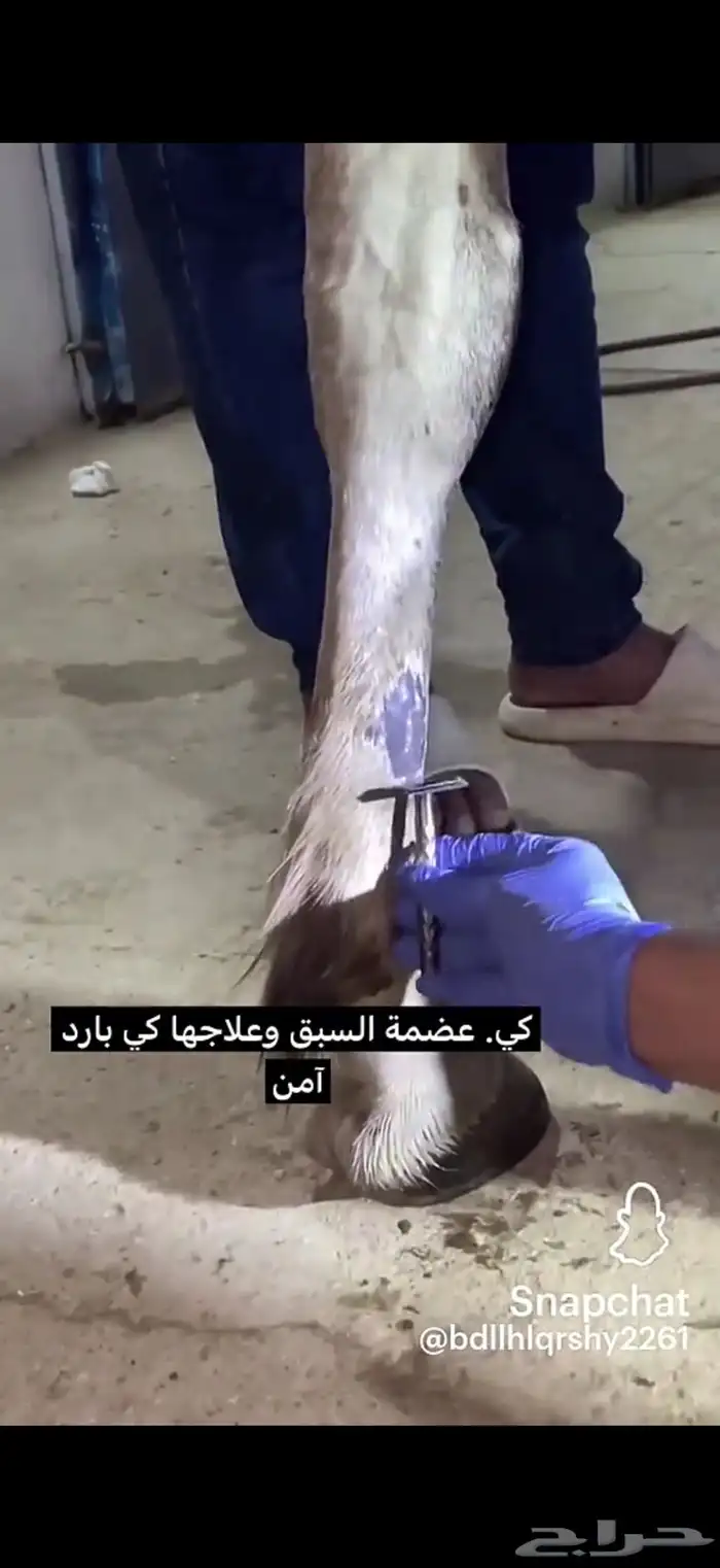الكشف على الخيل 2