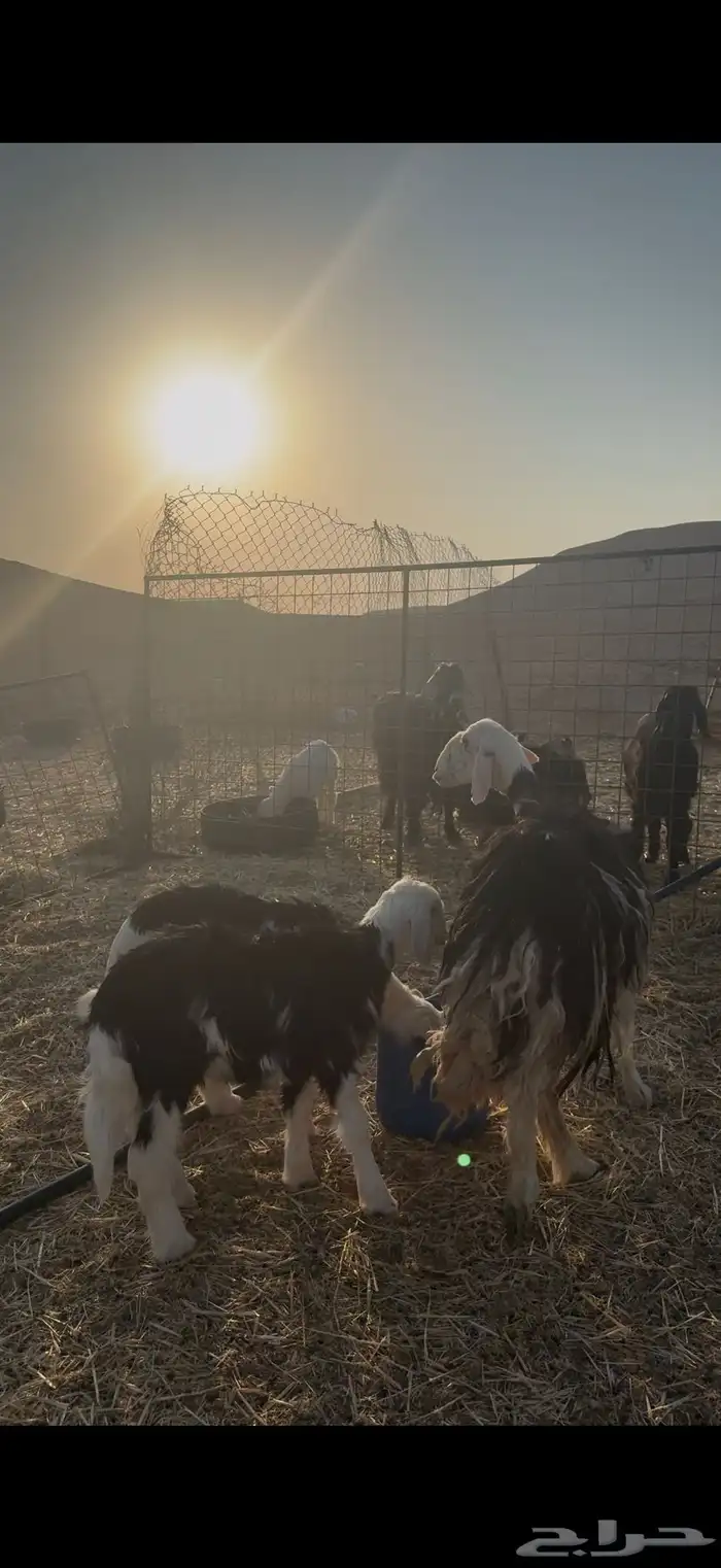 نجديه تحتها 2 2