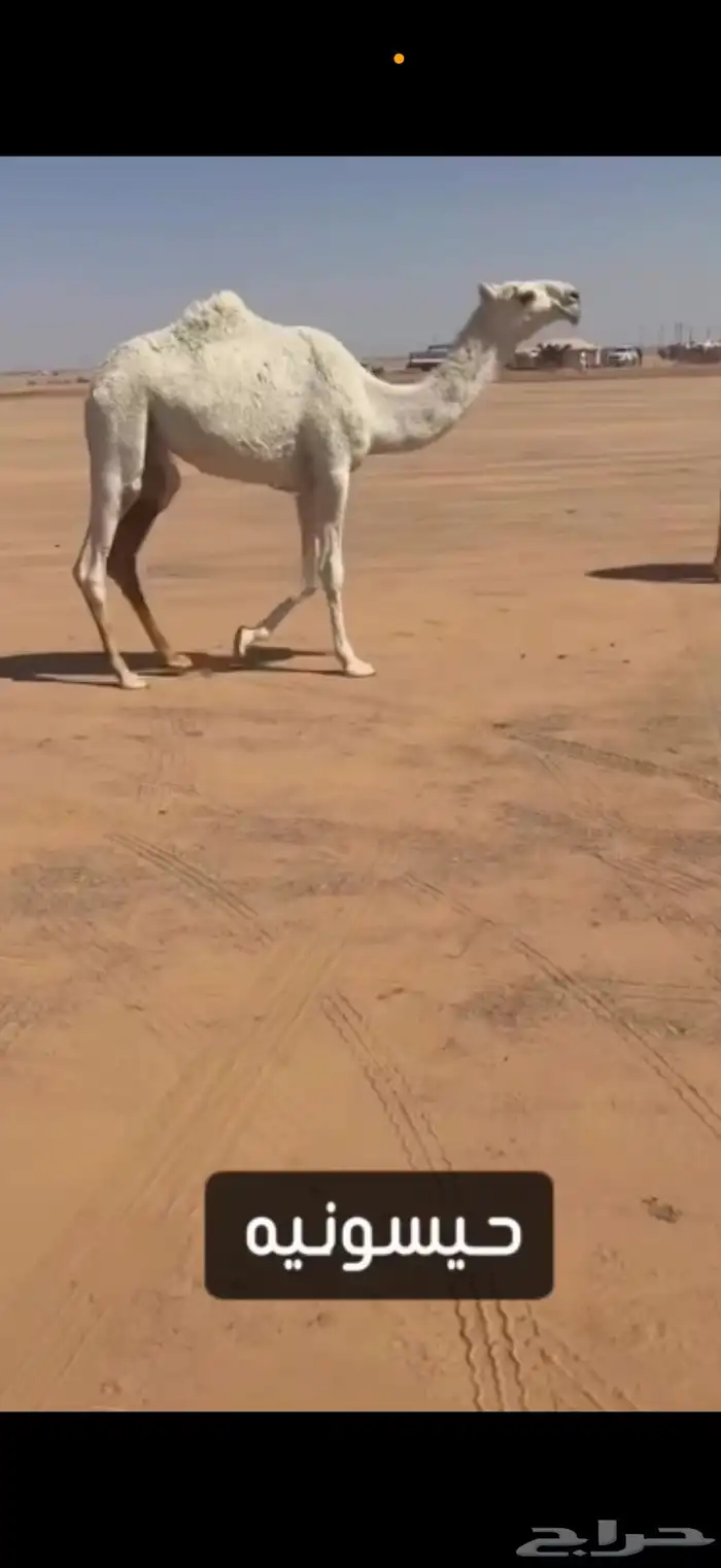 بكره حيسونيه كفو 2