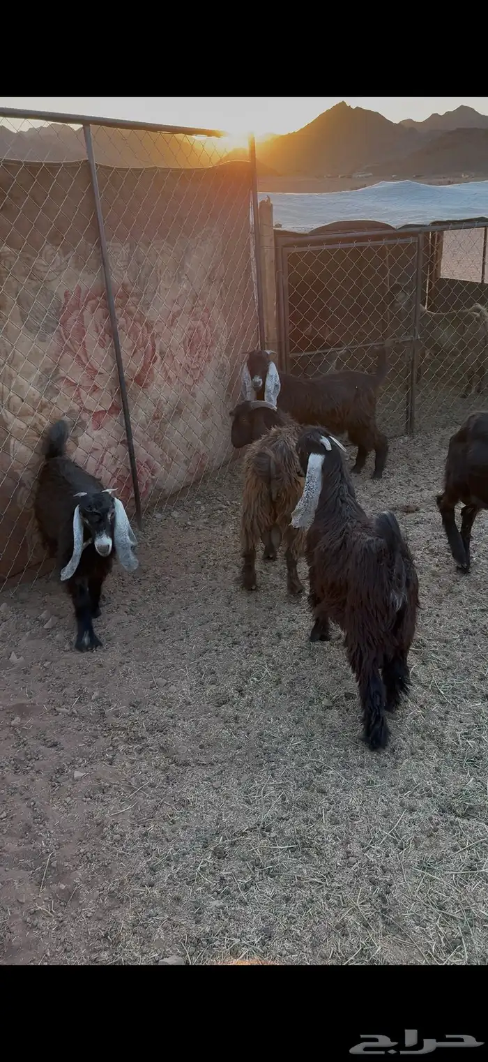 تيوس مخصاه 2