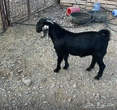 تيس للبيع بالمدينه 0