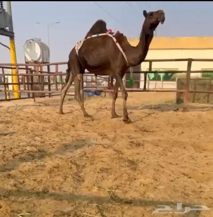 للبيع ضروبه مجهم 0
