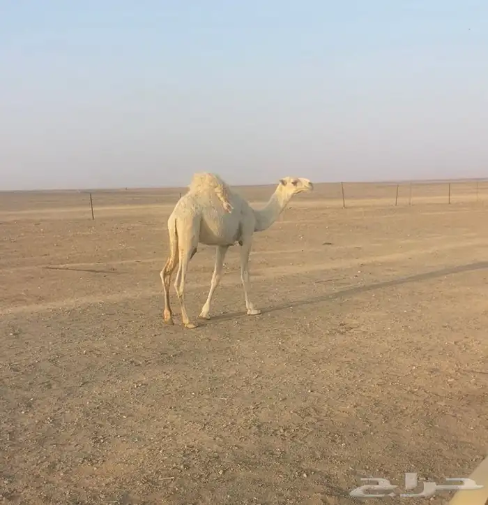 قعود 1