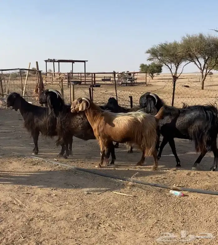 ماعز قبرصي 0
