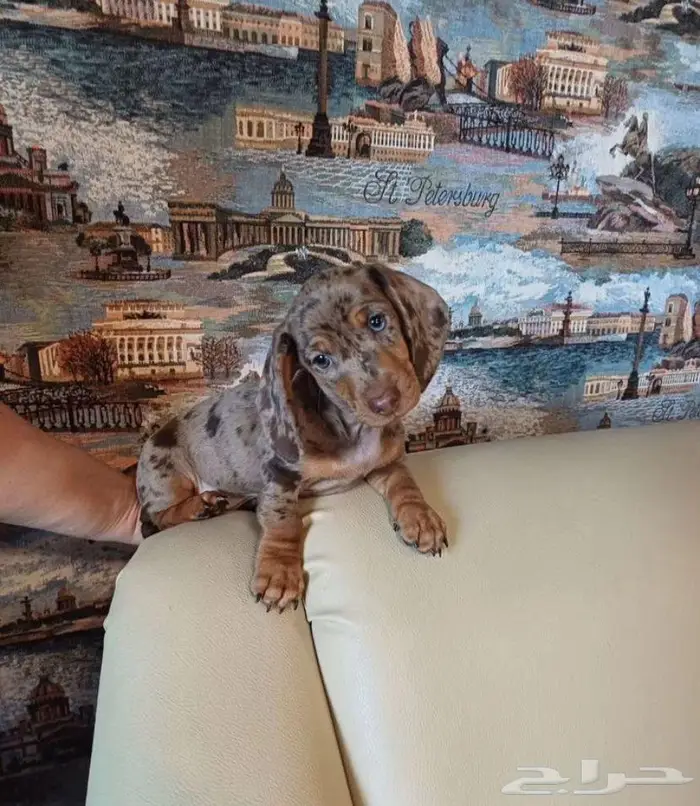 جراء الداشهند المميزه الوان نادره استيراد من الخارج 1