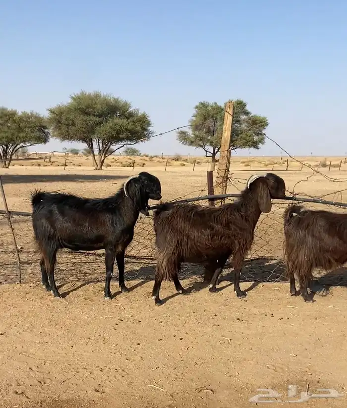 ماعز قبرصي 1