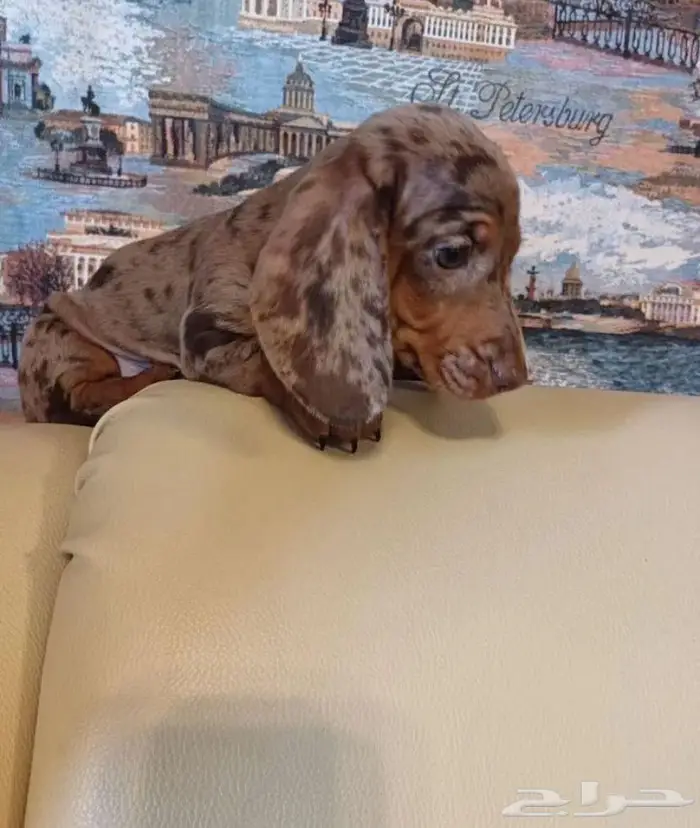 جراء الداشهند المميزه الوان نادره استيراد من الخارج 5