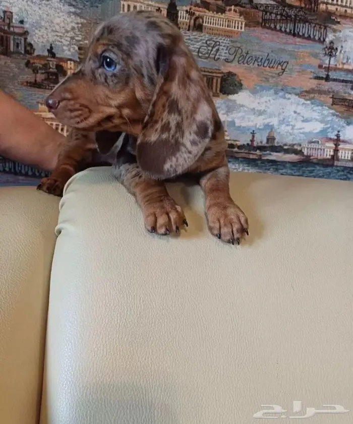 جراء الداشهند المميزه الوان نادره استيراد من الخارج 9