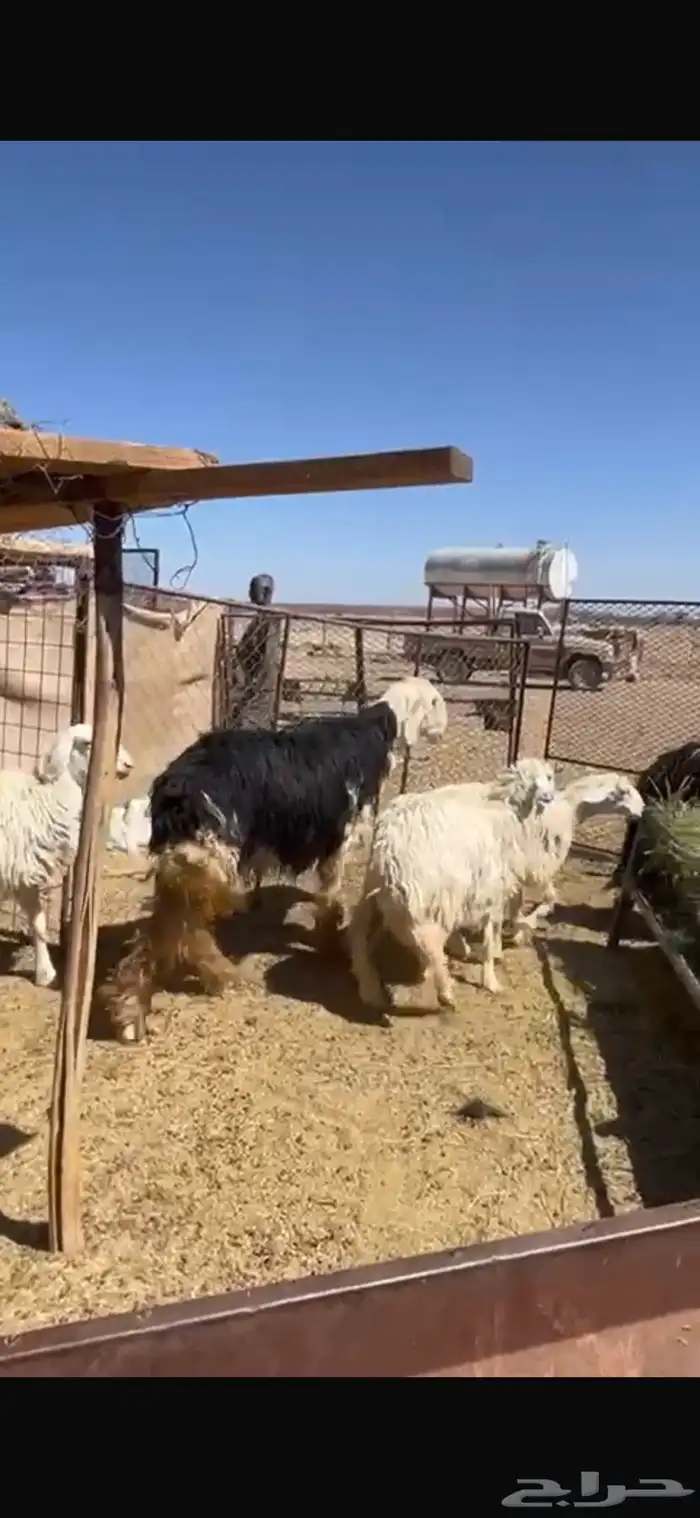 خروف فحل السن ثني نجدي صنف مشروط ينسف على يده 0