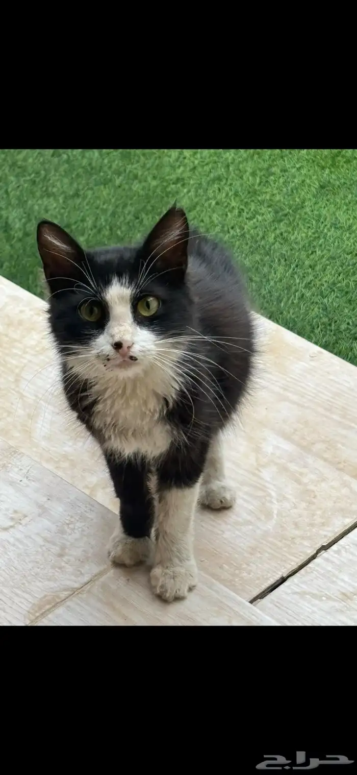 قطه أليفه للتبني تكفووون 2