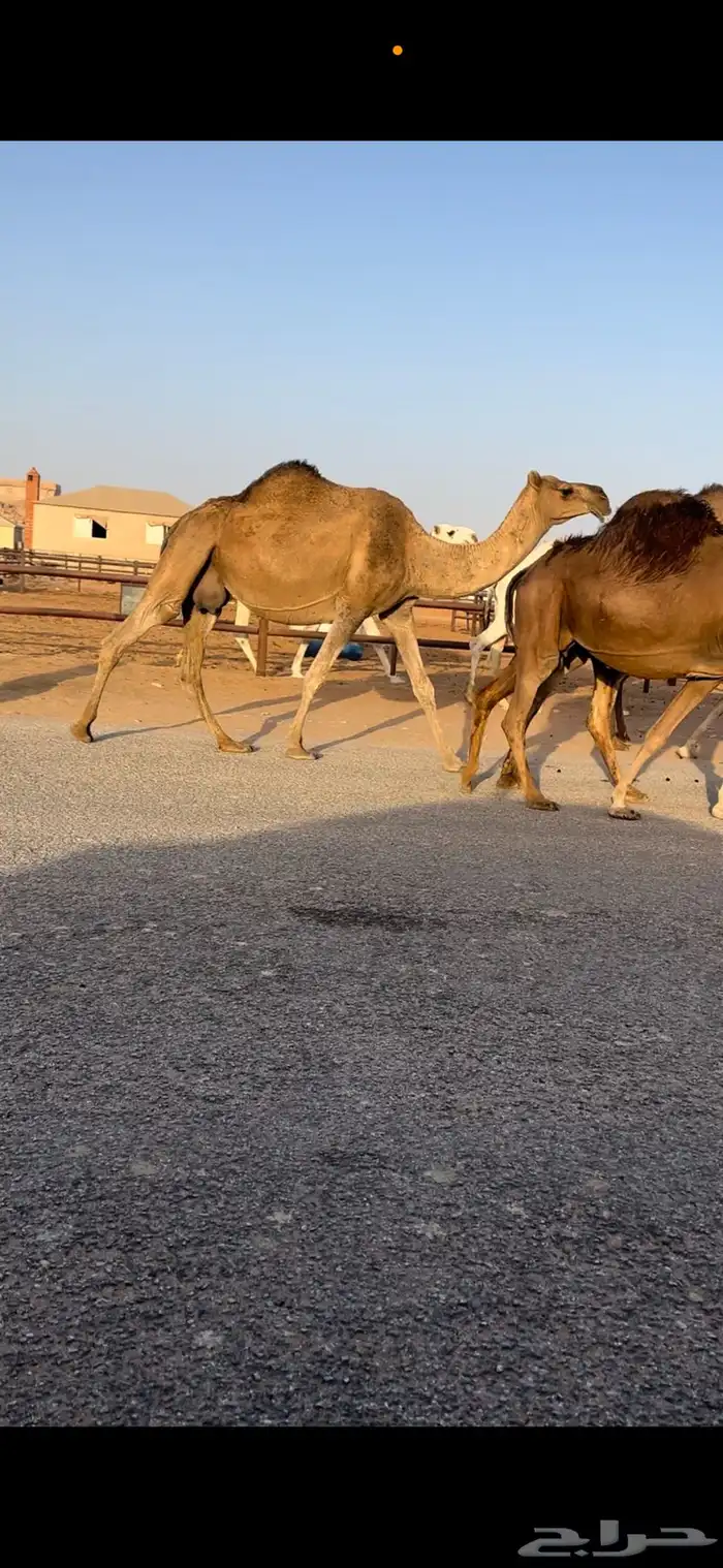 القحات حمر ومجهم ملاقي 7