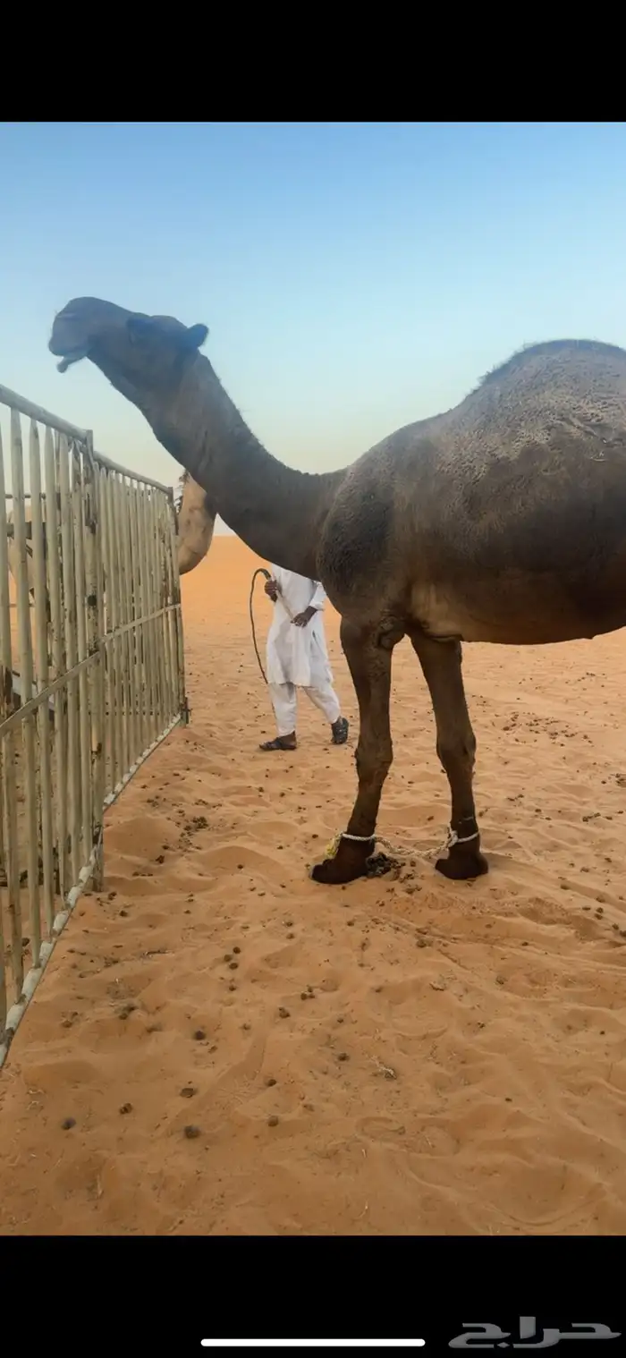 بعير 0